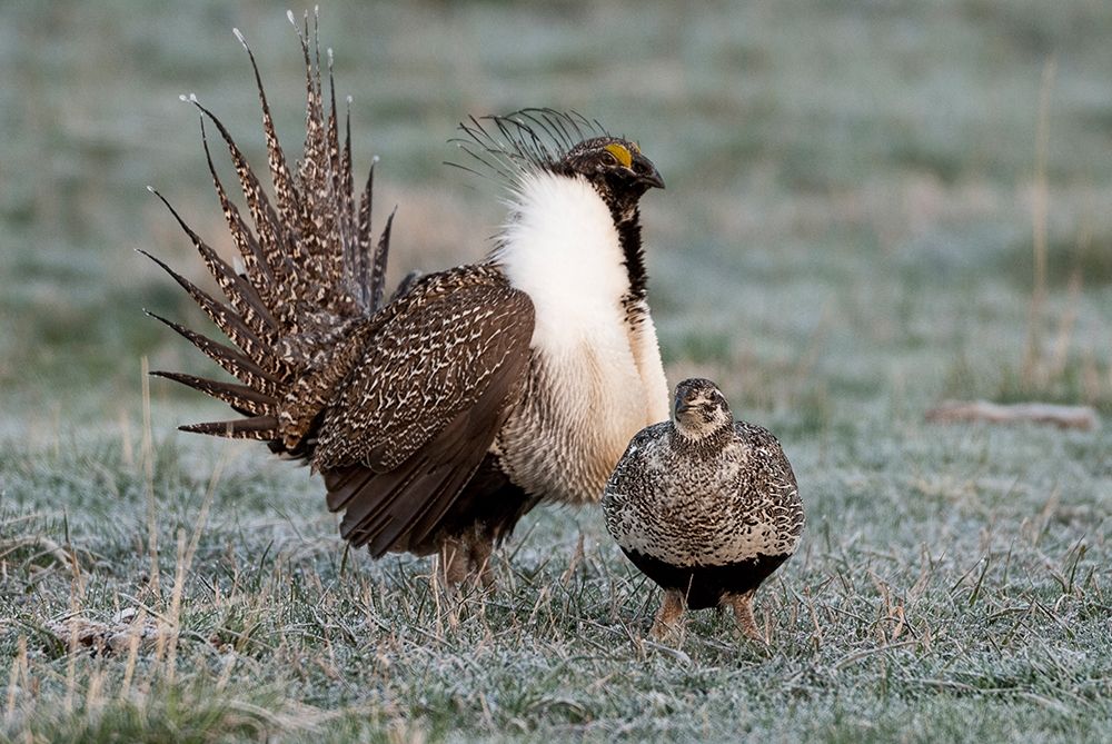 Greater sage grouse male and female at lek-Hennifer-Utah-USA